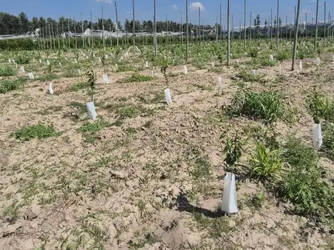 VENTA CAMPO PRODUCTIVO - RIVADAVIA -MENDOZA