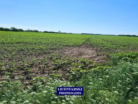 VENTA CAMPO AGRÍCOLA DE SUPERFICIE LIMPIA | US$4.000/HA. | Mesón de Fierro, Chaco.