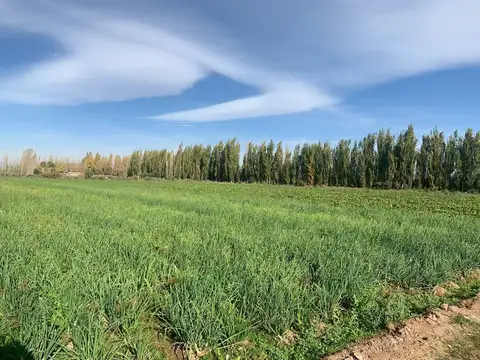 Calle 9 de Julio 11500