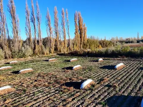 VENTA  HECTAREAS PRODUCTIVAS EN LUIS BELTRAN