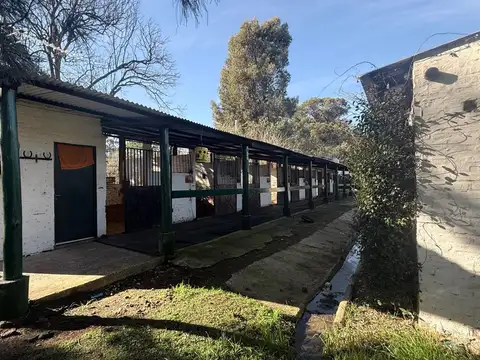 Casuarinas 1