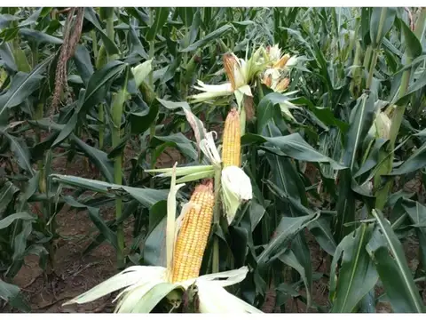 FINCA VENTA EMBARCACION SUSTENTABLE 2634 HA