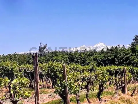 Century 21 vende Finca productiva en La Pega, Lavalle, Mendoza o fracciones de 2