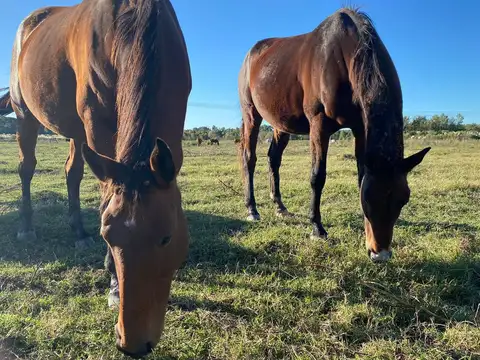 Terreno en Venta de 9000,0 m2