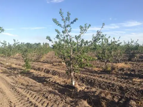 Terreno en venta - 2 Dormitorios 1 Baño - Cañada Seca