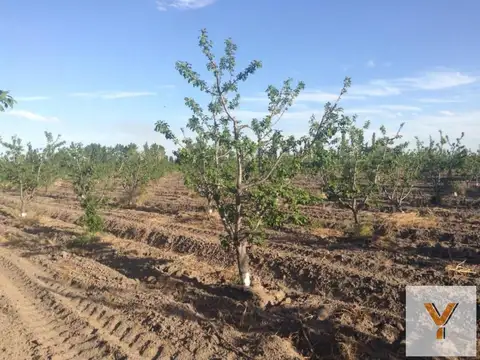Terreno en Venta en Cañada Seca, San Rafael