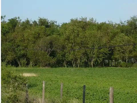 Ruta 41