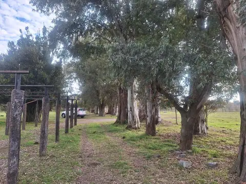 Campo en Venta Ganadero