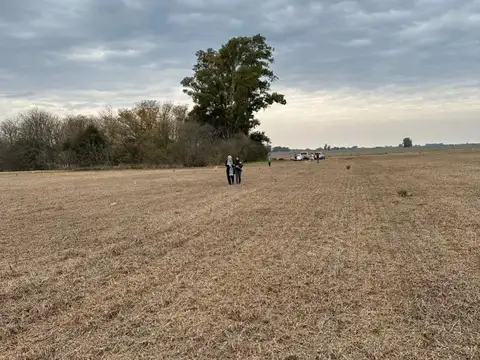 CAMPO DE 27 HECTAREAS en Arrecifes - La Luisa - Provincia de Buenos Aires permuta acepta menor valor