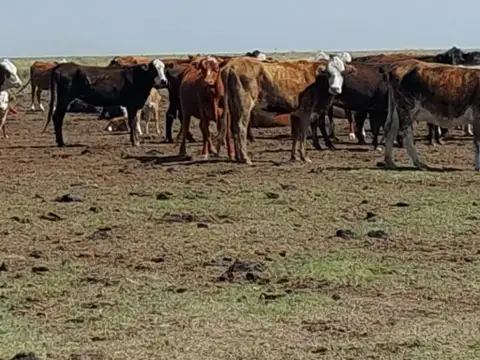 Campo en venta - 15.000 Hectáreas - Santa Fe