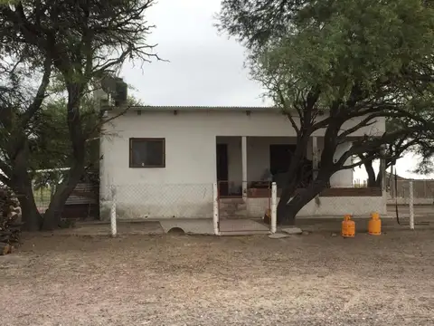 Gato Colorado