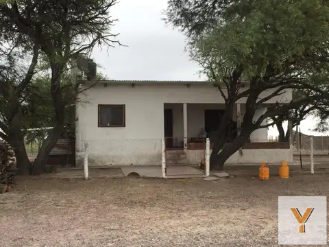 Gato Colorado