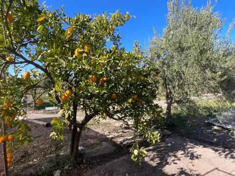 Terreno en Venta en Maipú, Mendoza
