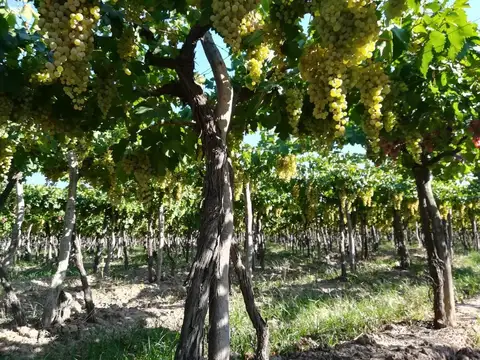 VENTA MAGNIFICA FINCA 8HAS BARRANCAS MAIPU
