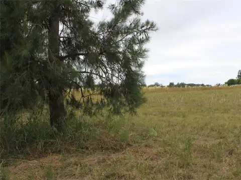 VENTA LOTES DE 2.200 M2 CARDALES CAMPANA