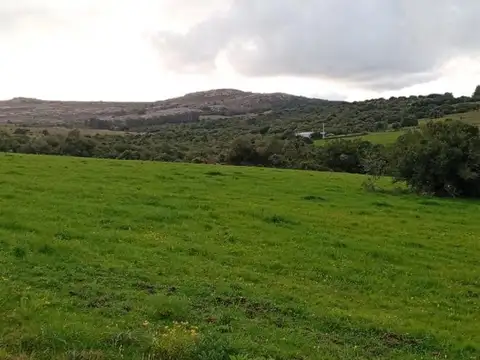 Corte de la leña