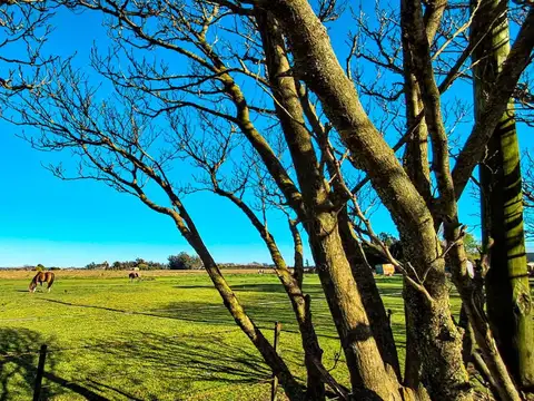 VENTA CAMPO 2,63 HA SOBRE ASFALTO C/ SERVICIOS