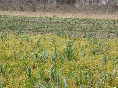 Venta porción de campo en Mercedes