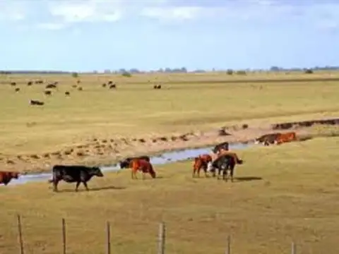Campo en Venta de 230  ha