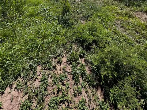 VENDO LOTE 250m EN COSQUIN, CÓRDOBA