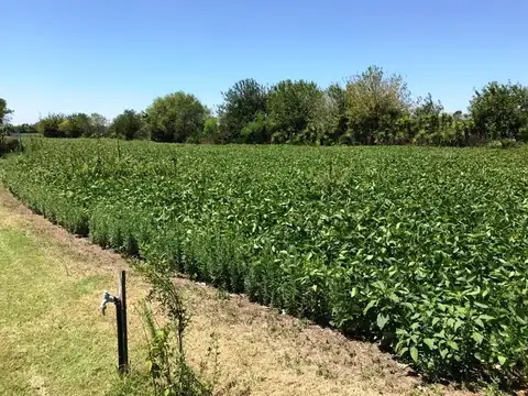 Campo - Venta - Argentina, La Matanza - AGUIRRE 3174