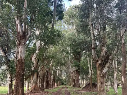 VENTA ESTANCIA LA FRANCESA BRANDSEN/CAMPO MIXTO