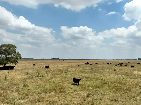 Campo Ganadero en Gral. Villegas