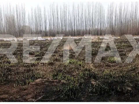 VENTA DE CHACRA 7 HECTAREAS DE ALMENDROS
