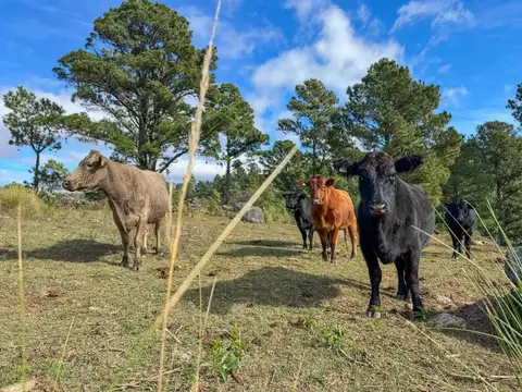 VENTA LOTES COPINA - SIERRAS DE CÓRDOBA