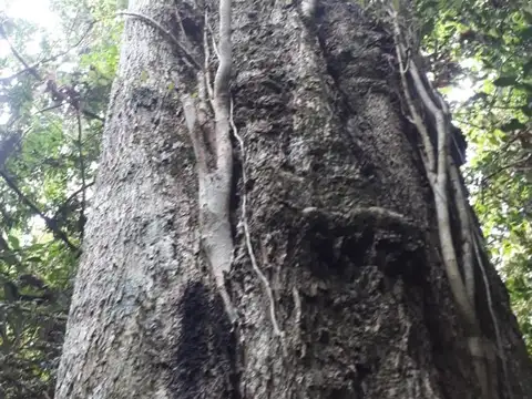 55 has en Aristobulo del Valle