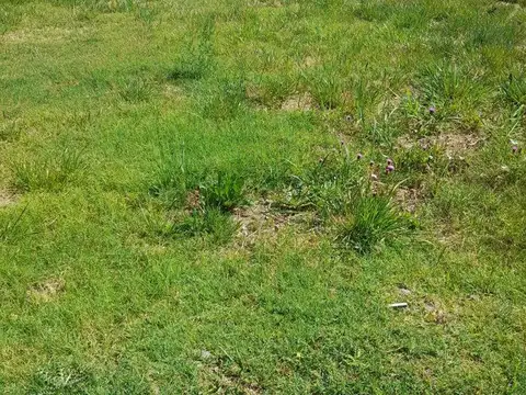 Terreno en Venta en General Roca, USD 33.000