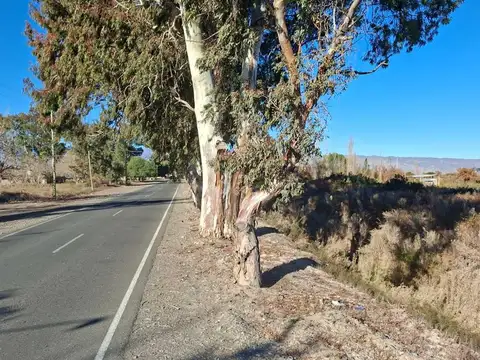 CALLE EL BOSQUE ANTES DE BELGRANO, ANGACO, SAN JUAN, ARGENTINA 100