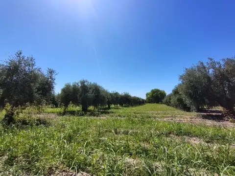 Se vende terreno en Maipú, Mendoza