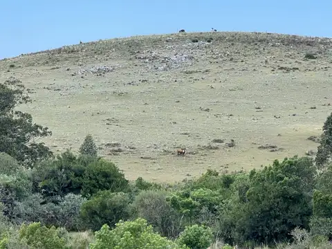 Chacra 32 hectáreas Garzón de 100