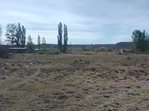 CHASCOMUS 100