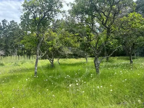 TERRENO EN VENTA CON ARBOLEDA SAN ANDRES DE GILES