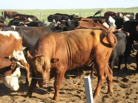 Terreno Campo  en Venta en Balcarce, Resto de la Provincia, Buenos Aires