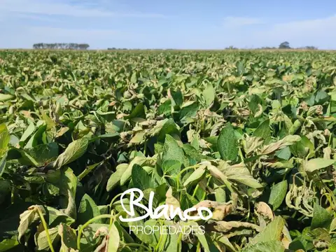 Terreno Campo  en Venta en Balcarce, Resto de la Provincia, Buenos Aires