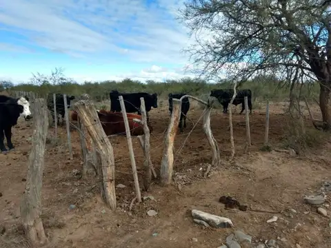 Ruta 20 1000
