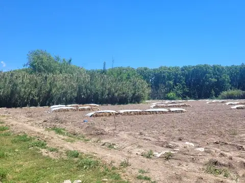 San Martín