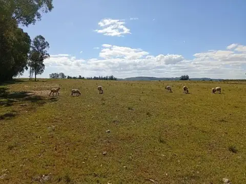 Chacra en venta, Camino de los Ceibos, Uruguay
