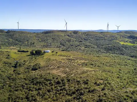 Venta campo ganadero forestal Maldonado Lavalleja
