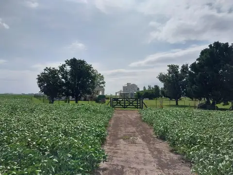 Campo en Pergamino 515 has. del mejor suelo Argentino