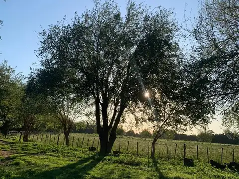 Campo en Venta Agrícola