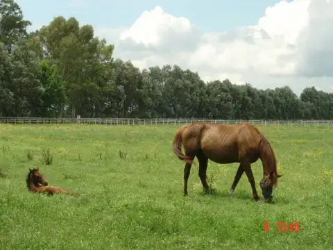 Campo en Venta de 130  ha