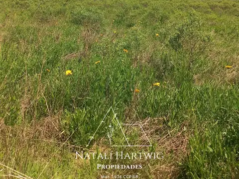 50 HAS PARA PLANTACIÓN Citrus