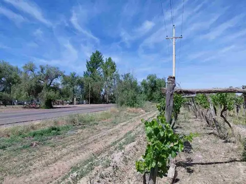 Venta Finca 4,5 Ha en producc San Martin Mendoza