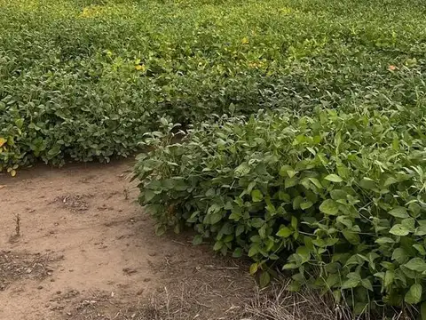 EXCELENTE FRACCION DE CAMPO - 34.5 HECTAREAS - ARRECIFES - BUENOS AIRES