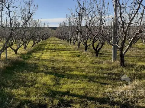 Fraccion de 55 Has. en Caleu Caleu La Pampa sobre Rio Colorado
