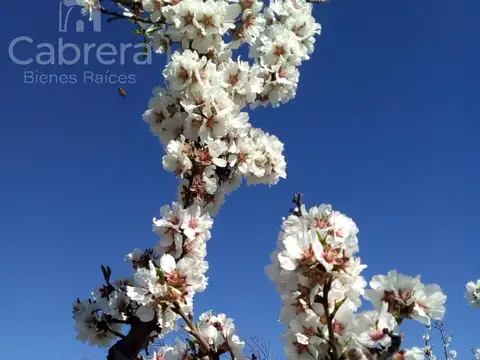 Fraccion de 55 Has. en Caleu Caleu La Pampa sobre Rio Colorado